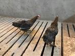 Marans hanen koperhals blauw, Dieren en Toebehoren, Mannelijk, Kip