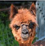 Alpaca hengst, Dieren en Toebehoren, Oktober, Mannelijk