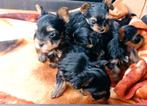 Yorkshire Terrier pupy XXS mini, Dieren en Toebehoren, Honden | Jack Russells en Terriërs, CDV (hondenziekte), Particulier, 8 tot 15 weken