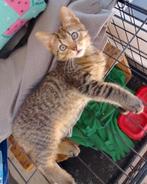 Lieve cyperse kitten, Poes, Kortharig, 0 tot 2 jaar
