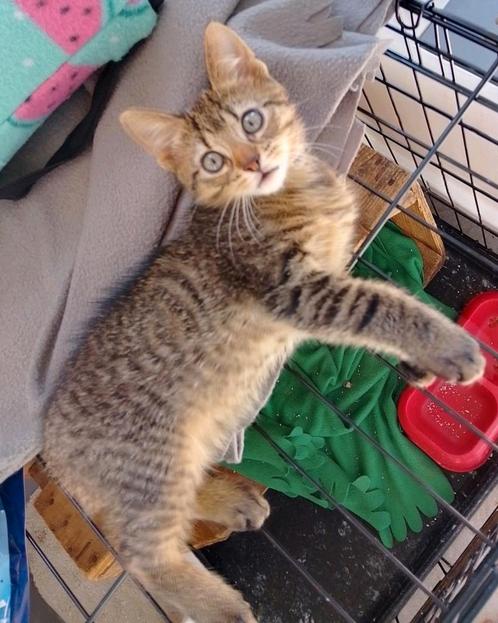 Lieve cyperse kitten, Dieren en Toebehoren, Katten en Kittens | Overige Katten, Kortharig, Poes, 0 tot 2 jaar