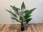 Alocasia en Fiddleleaf plant (diverse afmetingen), Huis en Inrichting, Kamerplanten, Vetplant, In pot, 150 tot 200 cm, Groene kamerplant