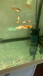 Guppys gup guppen guppies aquarium vissen groepvis, Vis