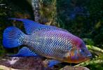 Kronoheros Umbriferus Umbi cichlid, Dieren en Toebehoren, Vissen | Aquariumvissen, Vis, Zoetwatervis