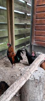 Kriel haan en hen, Dieren en Toebehoren, Pluimvee, Meerdere dieren, Kip