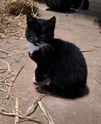 Zwart witte kitten en moederpoes, Meerdere dieren, Kortharig, 0 tot 2 jaar