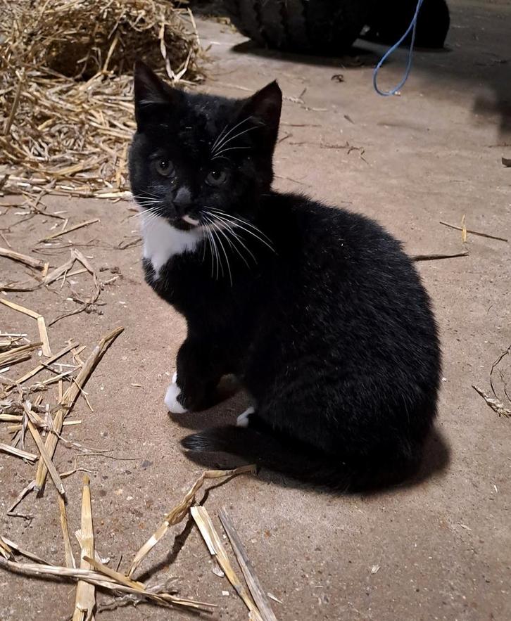 Zwart witte kitten en moederpoes, Dieren en Toebehoren, Katten en Kittens | Overige Katten, Kortharig, Meerdere dieren, 0 tot 2 jaar