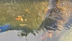 Koi en vijvervissen, Dieren en Toebehoren, Karper of Koi