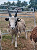 Jacobschaap ramlammeren voor de fokkerij, Dieren en Toebehoren, Schapen, Geiten en Varkens, Vrouwelijk, Schaap