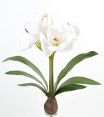 AMARYLLIS - KUNST - WIT