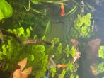 Planten, Dieren en Toebehoren, Ophalen, Plant(en), Steen of Hout