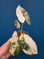 Alocasia Frydek Variegata p10 (8), Huis en Inrichting, Kamerplanten, Ophalen of Verzenden, Halfschaduw, Minder dan 100 cm