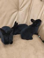 3 jonge lotharinger konijnen te koop, Dieren en Toebehoren, Meerdere dieren, Groot
