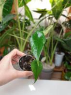Alocasia scalprum, heel leuk kamerplantje, Huis en Inrichting, Kamerplanten, Overige soorten, In pot, Minder dan 100 cm, Groene kamerplant