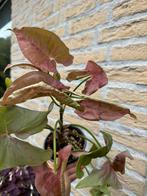 Syngonium pink neon, Huis en Inrichting, Kamerplanten, Overige soorten, In pot, Minder dan 100 cm, Groene kamerplant