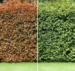 Beukenhaag “FAGUS”, Ophalen of Verzenden, Beukenhaag, 100 tot 250 cm
