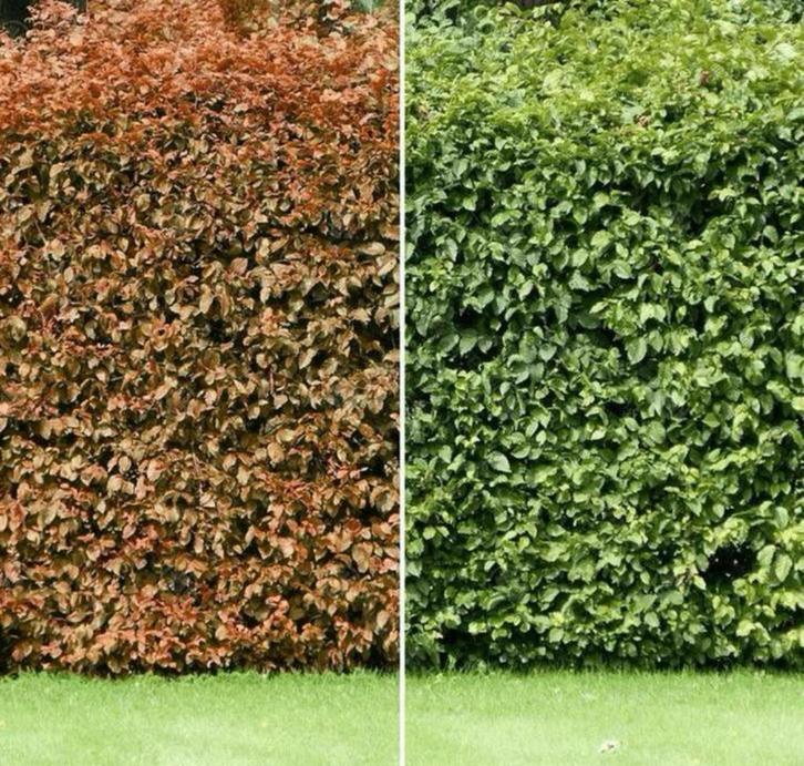 Beukenhaag “FAGUS”, Tuin en Terras, Planten | Struiken en Hagen, Beukenhaag, 100 tot 250 cm, Ophalen of Verzenden