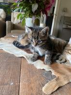 Lieve tamme kittens, Dieren en Toebehoren, Katten en Kittens | Overige Katten, Meerdere dieren, Kortharig, 0 tot 2 jaar
