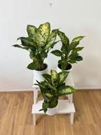 Dieffenbachia plant, Ophalen, Halfschaduw, Minder dan 100 cm