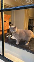 Oppas gezocht, Dieren en Toebehoren, Katten en Kittens | Overige Katten, Poes, Kortharig, 3 tot 5 jaar