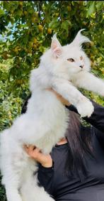 Black silver shaded maine coon dekkater met stamboom,rusland, Kater, Met stamboom, 0 tot 2 jaar