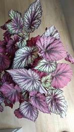 Begonia Rex bladstekjes met wortels, Overige soorten, Minder dan 100 cm, Ophalen of Verzenden, Halfschaduw