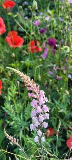 Linaria purpurea 'Canon J. Went'

Walstroleeuwenbek, Ophalen, Zomer, Overige soorten, Volle zon