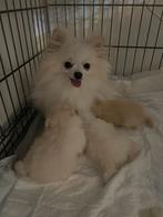 3 pomeriaan reutjes, Reu, 8 tot 15 weken, Meerdere, Klein