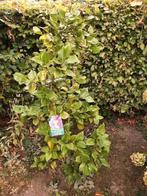 Camelia roze, Tuin en Terras, Planten | Struiken en Hagen, Ophalen, Overige soorten, Struik, 100 tot 250 cm