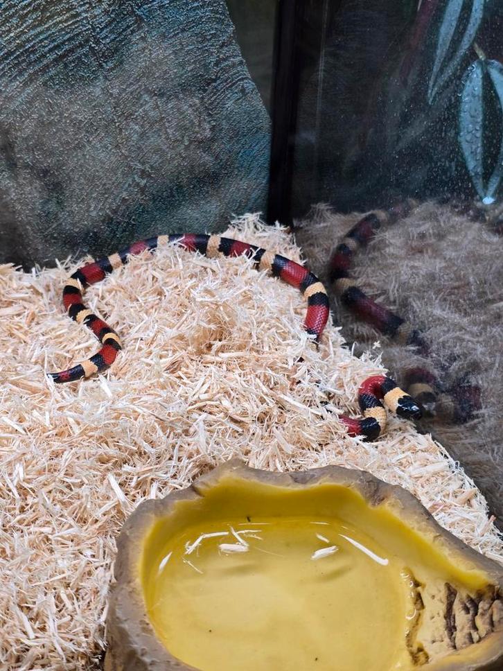 Lampropeltis campbelli