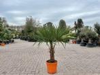 Trachycarpus fortunei palmbomen met stamhoogte 30/50 cm, Tuin en Terras, In pot, Halfschaduw, Lente, Ophalen of Verzenden