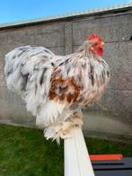 Jonge cochin hanen, Dieren en Toebehoren, Pluimvee, Mannelijk, Kip