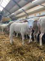 Dek ram te koop kruissing melkschaap en bonte ram, Dieren en Toebehoren, Schapen, Geiten en Varkens, Mannelijk, Schaap