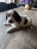 Cockapoo’s geboren in huiselijke kring, Dieren en Toebehoren, Honden | Retrievers, Spaniëls en Waterhonden, Overige rassen, 8 tot 15 weken