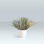 Yucca Rostrata - Palmlelie g19742, Tuin en Terras, Planten | Tuinplanten, Ophalen of Verzenden