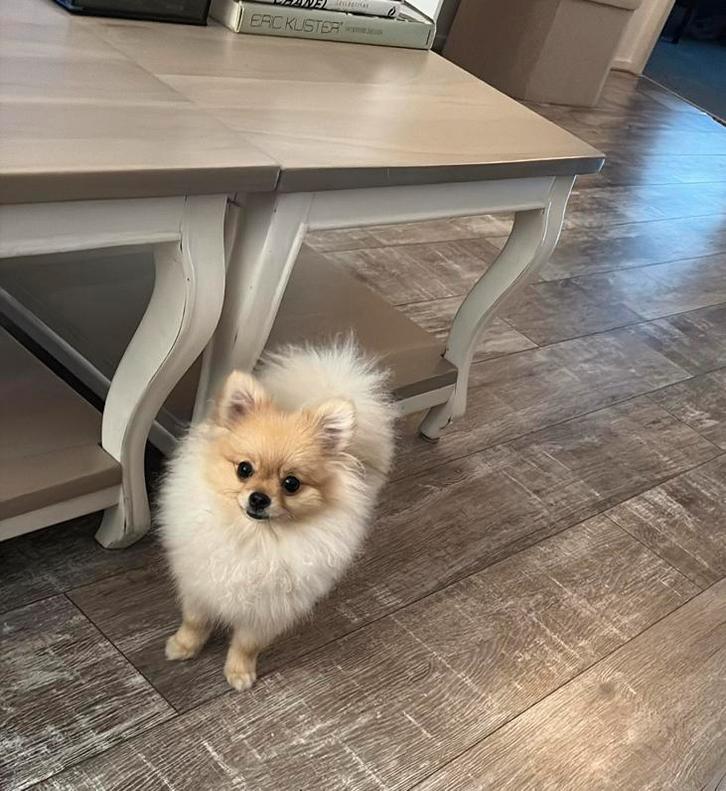 Pomeriaan dekreu sable  niet te koop, Dieren en Toebehoren, Honden | Dekreuen, Reu, Particulier, Eén hond, Buitenland, 1 tot 2 jaar