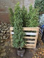 Portugese laurier haagplanten 125-150 cm direct beschikbaar!, Tuin en Terras, Planten | Struiken en Hagen, Ophalen of Verzenden