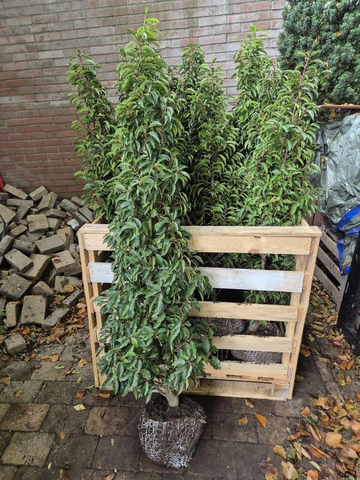 Portugese laurier haagplanten 125-150 cm direct beschikbaar!, Tuin en Terras, Planten | Struiken en Hagen, Haag, Laurier, 100 tot 250 cm