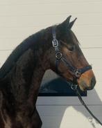 Abnormale prachtige jonge hengst te koop, Dieren en Toebehoren, Paarden, Dressuurpaard, Hengst, 3 tot 6 jaar, Onbeleerd