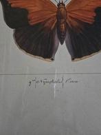 Vier vlindertekeningen, Antiek en Kunst, Kunst | Etsen en Gravures, Ophalen of Verzenden