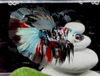 Betta Halfmoon Red Koi Copper, Dieren en Toebehoren, Vissen | Aquariumvissen, Vis