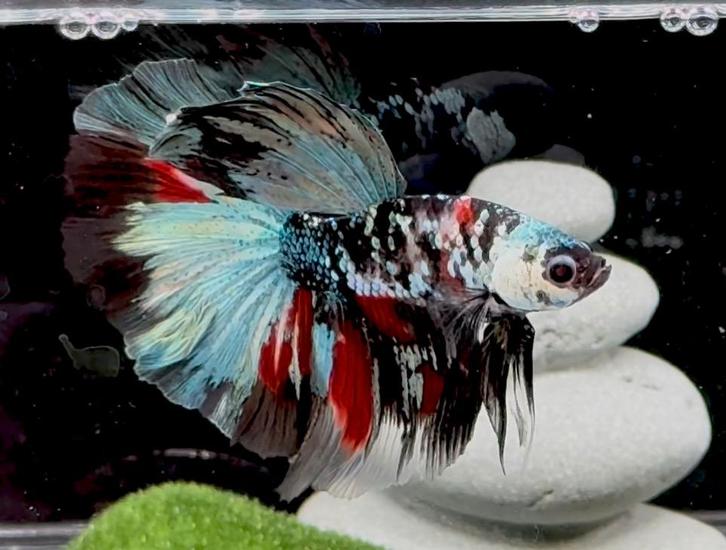 Betta Halfmoon Red Koi Copper, Dieren en Toebehoren, Vissen | Aquariumvissen, Vis