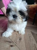 Shih Tzu, Parvo, 8 tot 15 weken, Meerdere, Nederland