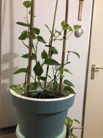 Epipremnum aureum in mooie groene planten pot, Overige soorten, Minder dan 100 cm, Ophalen of Verzenden, Halfschaduw