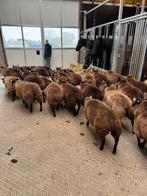 Mooi koppel ooilammeren, Meerdere dieren, Schaap