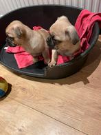 Lieve Retromops/mops/mopshond /pups zoeken een fijn thuis, Dieren en Toebehoren, Overige rassen, 8 tot 15 weken, CDV (hondenziekte)