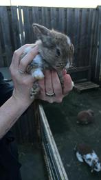3 lieve baby konijntjes!, Dieren en Toebehoren, Meerdere dieren, Dwerg, 0 tot 2 jaar
