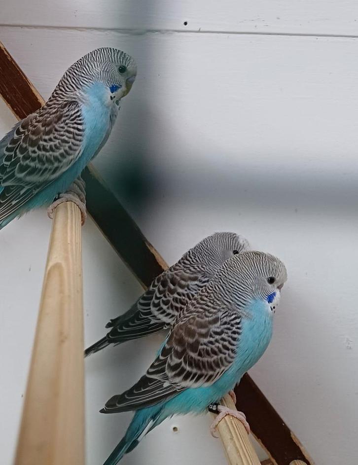 Kleurgrasparkieten, Dieren en Toebehoren, Vogels | Parkieten en Papegaaien, Parkiet, Meerdere dieren, Geringd