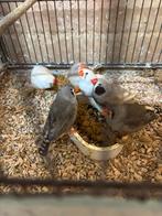 6 zebravinken 10 euro zsm ophalen, Dieren en Toebehoren, Meerdere dieren