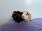 Duo tamme cavia zeugjes ter adoptie - Rodent Rescue, Dieren en Toebehoren, Knaagdieren, Cavia, Vrouwelijk, Januari, Tam